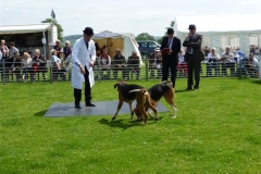 blaston hound show 2013