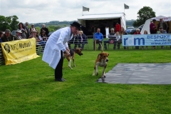 blaston hound show 2016