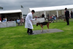 blaston hound show photos - 29 june 2014