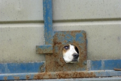border hound show 18 august 2013