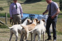 36487615_10216166264609491_2593608343486464000_o_1