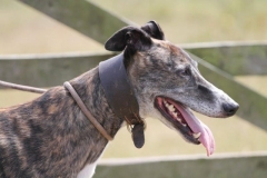 36494271_10216166548816596_6030703613427318784_o