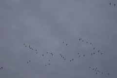 DSC02481
