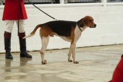 great yorkshire show 2010