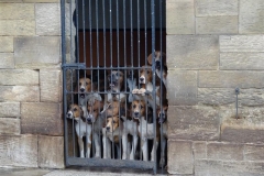 hound exercise morning - 30 august 2014