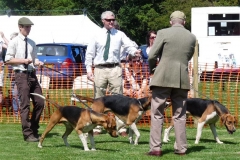 morpeth hound show 2011