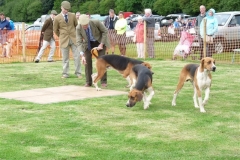 morpeth hound show 2012