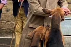 Pre Puppy Show 2021