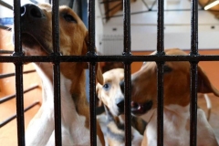 pre puppy show wed 03 july 2019