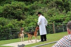 puppy show 31 july 2021