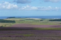 P1000952_Custom