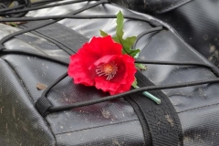 remembrance day 2015