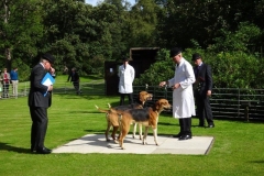 september puppy show 2020