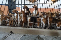 the percy pre puppy show 2016