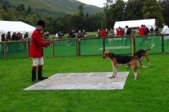 the scottish hound show - 16 august 2014
