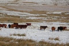 DSC04550